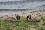 Xmas holidays 08-08 - 168 - Lake Taupo - Black Swan cygnets