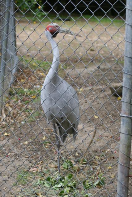 Wellington Zoo - 20 - Brolga Crane