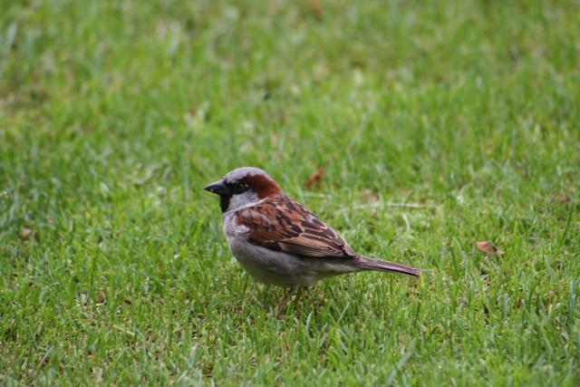 12 - Palmerston North - House sparrow at the Rose Garden