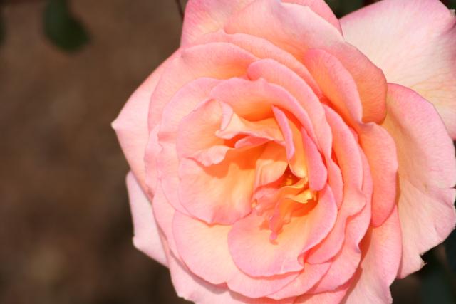 15 - Palmerston North - Rose Garden