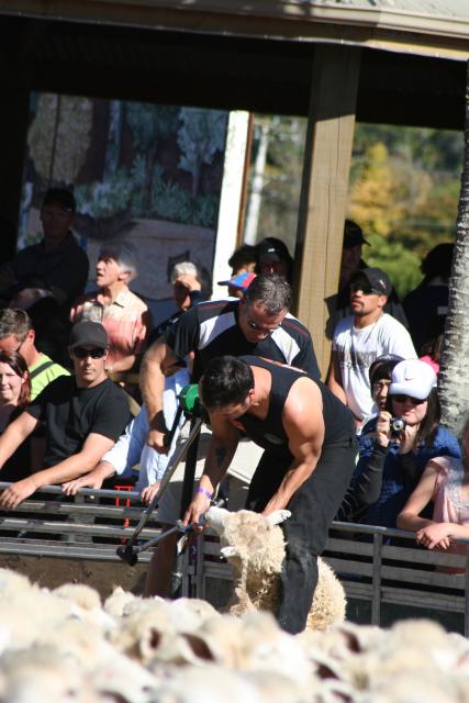 35 - Te Kuiti - Running of the Sheep 2010