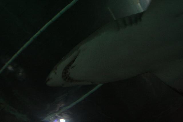 24 - Sand tiger shark, Kelly Tarlton Aquarium