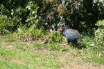 Tiritiri Matangi - 11 - Takahe