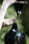 Tiritiri Matangi - 13 - Tui conversing