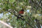 Tiritiri Matangi - 16 - Tieke (saddleback) in Pohutukawa