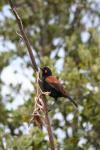 Tiritiri Matangi - 17 - Tieke (saddleback) on harakeke