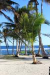 Samoa 07 - Baby coconut tree