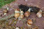 France 2016 - 044 - Escargots, Besse