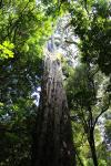 11 - 800 year-old rimu