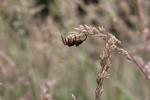 Otaki Forks 07 - Nursery web spider (probably)