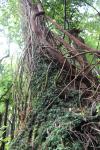 Otaki Forks 13 - Fenceline walk