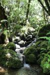 Otaki Forks 31 - Historic Arcus Dam walk