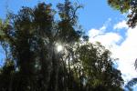 Otaki Forks 33 - Historic Arcus Dam walk