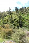 Otaki Forks 40 - Historic Arcus Dam walk