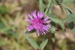 France 2019 044 - Cirse des ruisseaux (Cirsium rivulare)