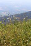 France 2019 131 - Herbes, sommet du télécombi du Mont Rond La Faucille