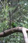 Rotorua 2019 - 15 - Rainbow Springs - Red crowned kakariki