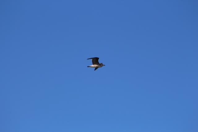 Kaikoura 57 - Common diving petrel, Whale Watch