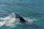 Kaikoura 66 - Humpback whale, Whale Watch