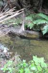 Mahia Peninsula 24 - Eel, Mahia Scenic Reserve