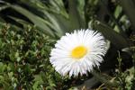 011 - Large Mountain Daisy, Sealy tarns walk, Mount Cook