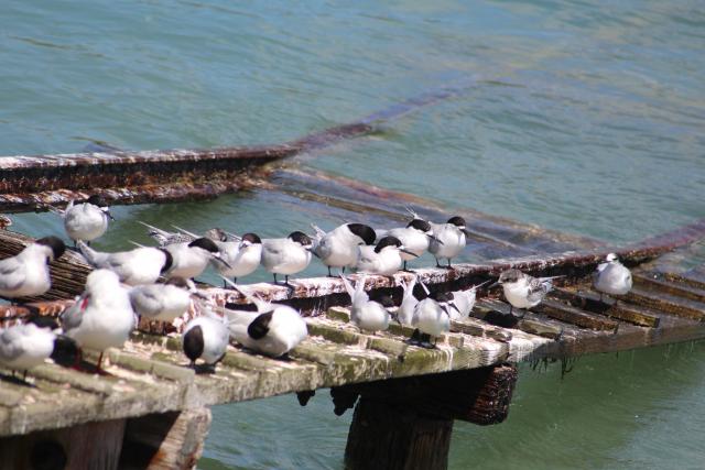 105 - Tara White-fronted terns, Moeraki