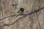 55 - Abel Tasman National Park - Tomtit Miromiro