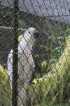 137 Pouakai Zoo - Sulphur Crested Parakeet