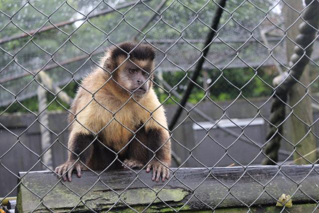 141 Pouakai Zoo - Capuchin monkey