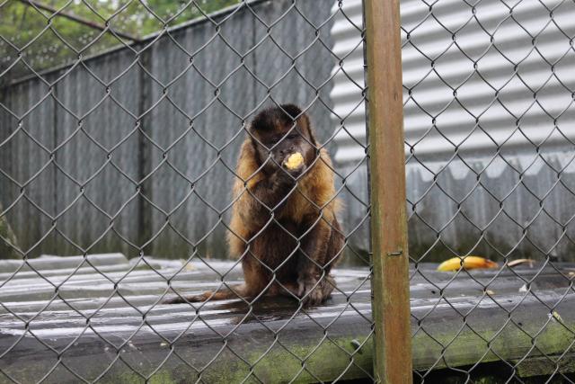 142 Pouakai Zoo - Capuchin monkey