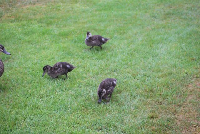 144 Pouakai Zoo - Ducklings