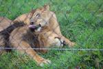 146 Pouakai Zoo - Lions