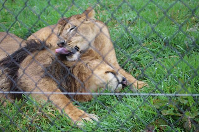 146 Pouakai Zoo - Lions
