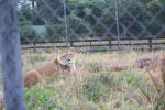 148 Pouakai Zoo - Lions