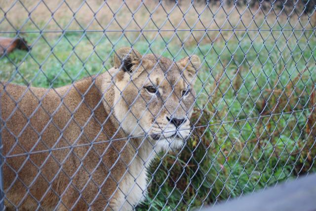 159 Pouakai Zoo - Lions