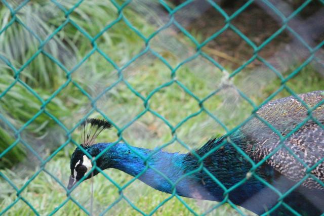 172 Pouakai Zoo - Peacock
