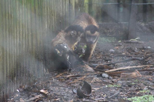 175 Pouakai Zoo - Capuchin monkey eating a myna