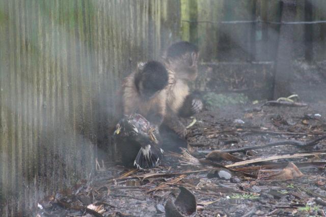 176 Pouakai Zoo - Capuchin monkey eating a myna