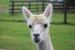 170 Pouakai Zoo - Alpaca