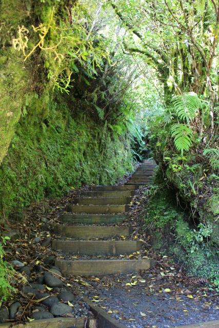 183 Taranaki Mounga National Park - Veronica Loop Track