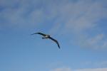 Xmas holidays 08-08 - 031 - Kaikoura -  Buller's Albatross