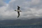 Xmas holidays 08-08 - 032 - Kaikoura -  Buller's Albatross