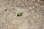 Xmas holidays 08-08 - 053 - Abel Tasman Park - green cockchafer beetle - Anoplostethus laetus