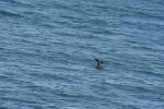Xmas holidays 08-08 - 104 - Cape Palliser - Seal tail