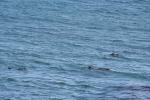 Xmas holidays 08-08 - 105 - Cape Palliser - 3 swimming seals