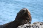 Xmas holidays 08-08 - 106 - Cape Palliser - Big Mister Seal