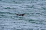 Xmas holidays 08-08 - 107 - Cape Palliser - Swimming seal