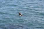 Xmas holidays 08-08 - 108 - Cape Palliser - Seal shaking itself