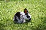 Xmas holidays 08-08 - 119 - Shannon - Owlcatraz - Baby rabbit
