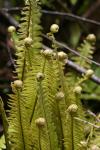 Xmas holidays 08-08 - 158 - Tongariro Crossing - Crown fern (piupiu)